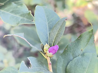 20251019 관악산 진달래 ..