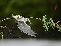 검은댕기해오라기