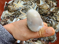 [판매중] 제철!!신안 홍어..