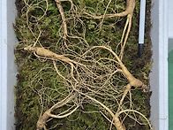 산양삼 할인 판매..