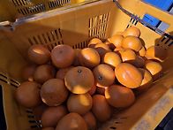 효돈타이벡귤 .노지감귤(..