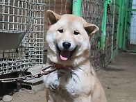 진주(암)