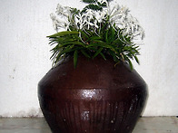 반려식물로 키우기 좋은 ..