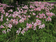 여러색상의 상사화 모음