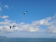 2026년 3월 정기산행(172회) - 통영 연화..