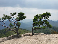 26년 8월 정기산행(176회)-- 충북 괴산 막..