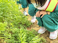 고구마캐기&#129..