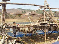 날씨도 쨍 황태덕..