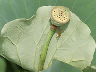 1.연밥색상작업