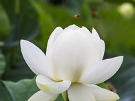 양수리 연꽃