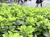 잎2