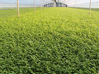 ※ 2026년도2월22일(미나..