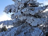 한라산(백록담)436번째 이..