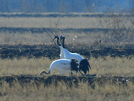 단정학과 재두루미들