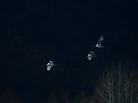 단정학 재두루미