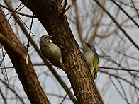 청딱다구리 암수 한쌍