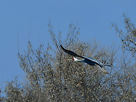 두루미들의 비행