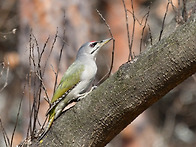 청딱다구리 수컷