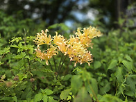 *편백의 힐링 산책 축령산..