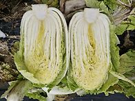 때이르게 하늘내린터 김장..