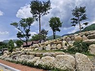 샤스타데이지 순백색의 물..