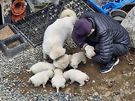 하늘내린터 진돗개 지킴이..