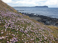 섬갯쑥부쟁이의 중얼거림