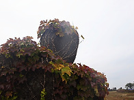 인생 가을 나이