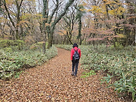 낙엽을 밟으며