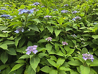 산수국 숲길