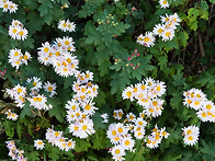 꽃 빛 바꾼 감국