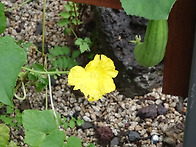 수세미