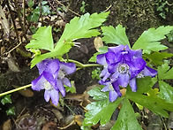 한라돌쩌귀의 아픔