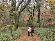 늦가을 숲길