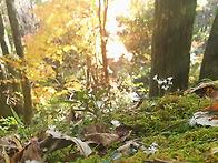 산의 야생화 끝