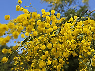 아카시아의 침묵