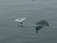여름 바닷가의 얼음 쪼가리