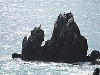 갯바위의 가마우지