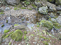 제주도 물 있는 계곡