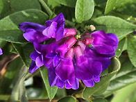 늦가을 바닷가의 나비나물