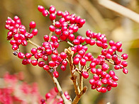 가막살나무의 사랑