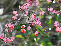 참빗살나무 열매