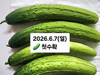 2026년 오이 '첫' 수확