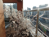 미선 나무 꽃(천안)