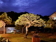 명품 소나무 ㅡ 송하원