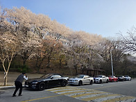 벚꽃 드라이빙~