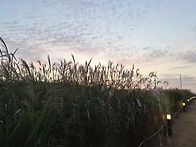 난지 하늘공원