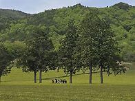 전남 보성 일림산 녹차밭이..