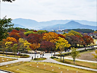 2025년 11월의 경주 단풍..