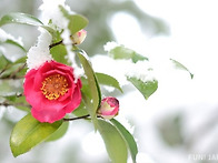 눈속의 동백, 벚꽃,홍매화